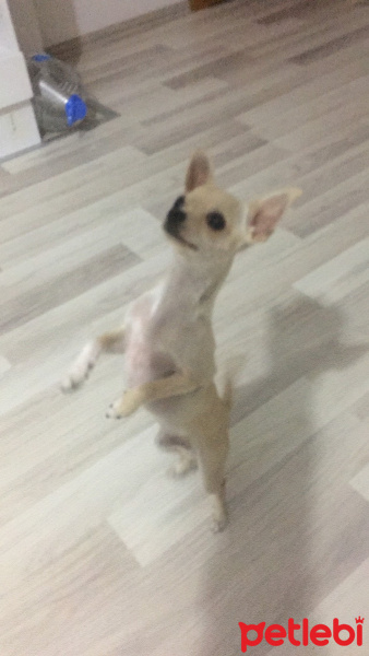 Chihuahua, Köpek  jolly fotoğrafı
