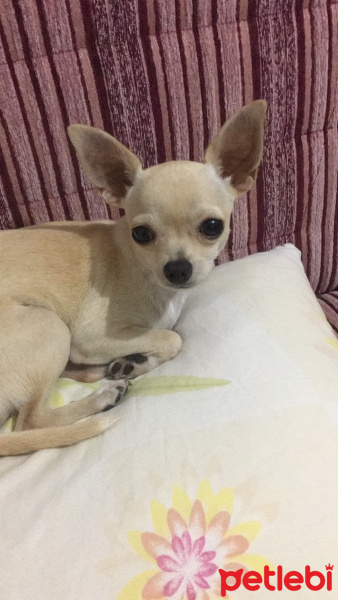 Chihuahua, Köpek  jolly fotoğrafı
