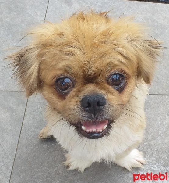 Pekingese, Köpek  Oskar fotoğrafı