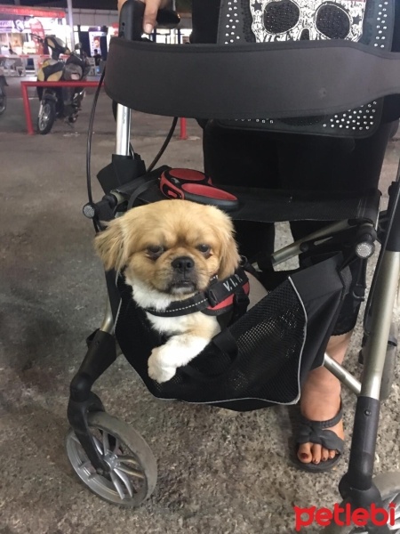 Pekingese, Köpek  Oskar fotoğrafı
