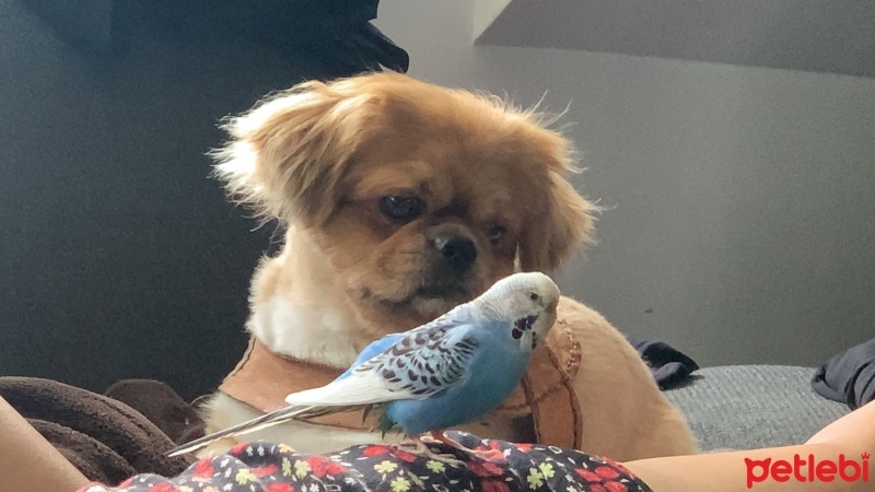 Pekingese, Köpek  Oskar fotoğrafı