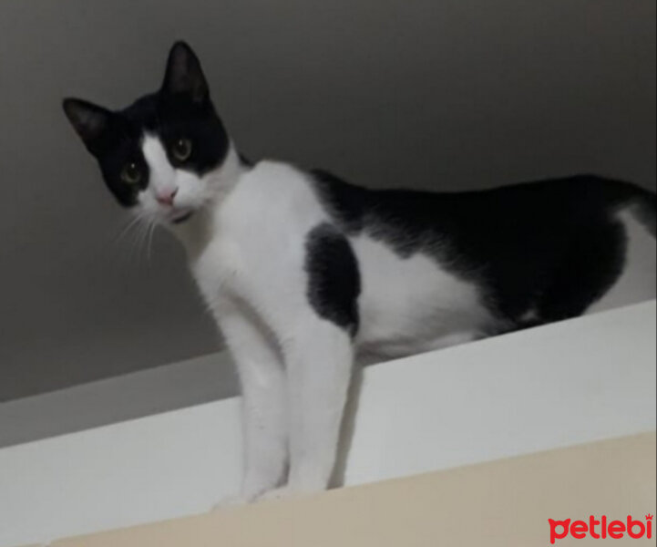 Tuxedo (Smokin) Kedi, Kedi  Kırpık fotoğrafı