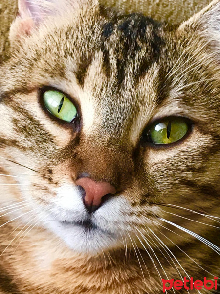 Tekir Kedi, Kedi  Bıdık fotoğrafı