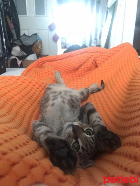 Tekir Kedi, Kedi  Bıdık fotoğrafı