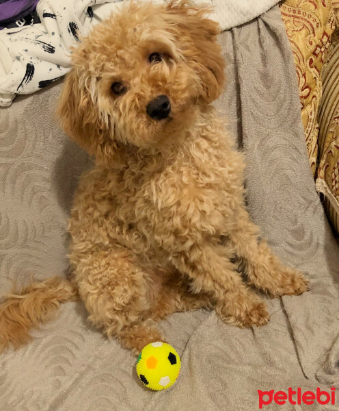 Poodle (Minyatür Kaniş), Köpek  Podi fotoğrafı