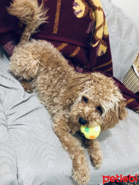 Poodle (Minyatür Kaniş), Köpek  Podi fotoğrafı