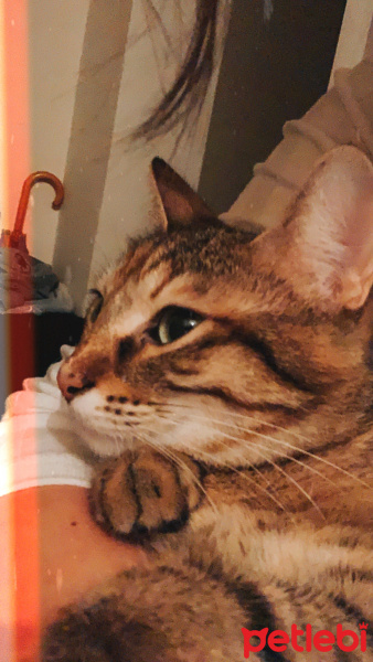 Tekir Kedi, Kedi  Mercimek fotoğrafı
