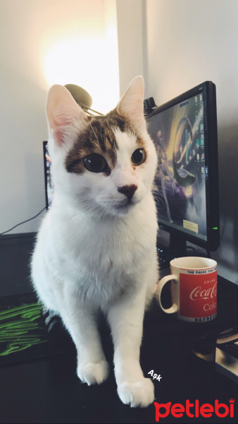 Tekir Kedi, Kedi  Badem fotoğrafı
