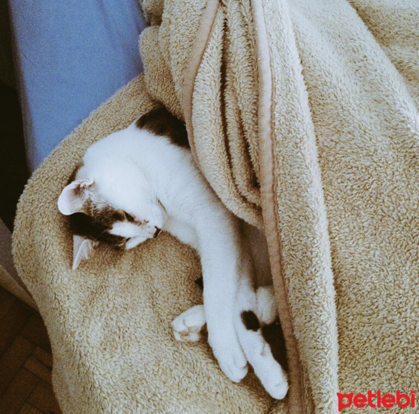 Tekir Kedi, Kedi  Badem fotoğrafı
