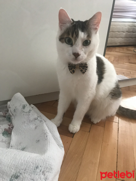 Tekir Kedi, Kedi  Badem fotoğrafı