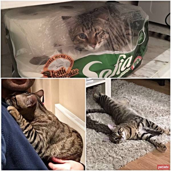 Tekir Kedi, Kedi  Jigger fotoğrafı