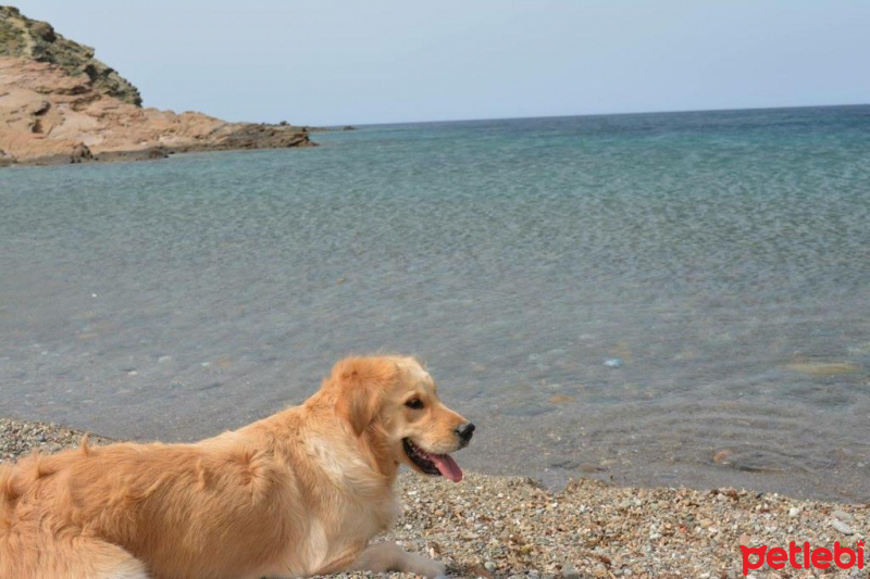Golden Retriever, Köpek  Marley fotoğrafı