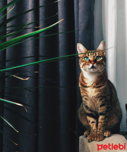 Tekir Kedi, Kedi  DUMAN fotoğrafı