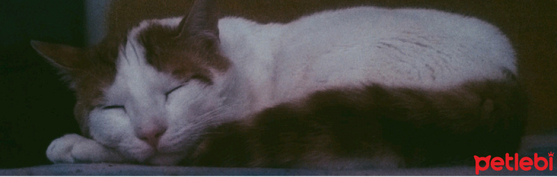 Tekir Kedi, Kedi  Reggie fotoğrafı
