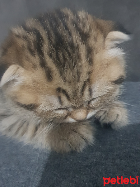 Scottish Fold, Kedi  Cakıl fotoğrafı