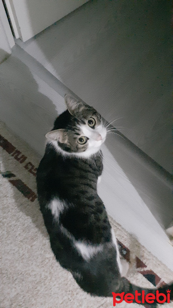 Tekir Kedi, Kedi  Şirin fotoğrafı