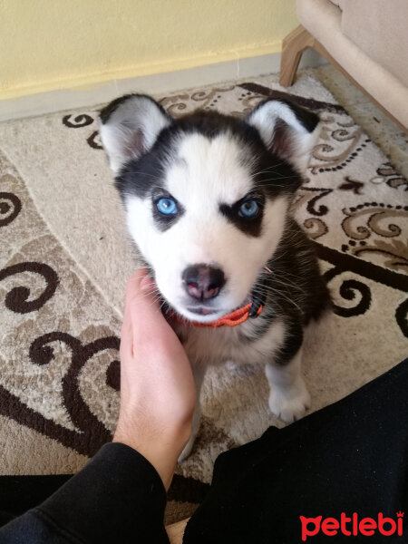 Sibirya Kurdu (Husky), Köpek  Maya fotoğrafı