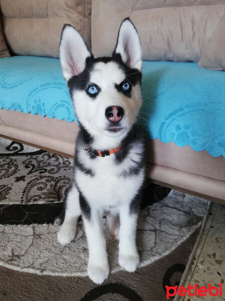 Sibirya Kurdu (Husky), Köpek  Maya fotoğrafı