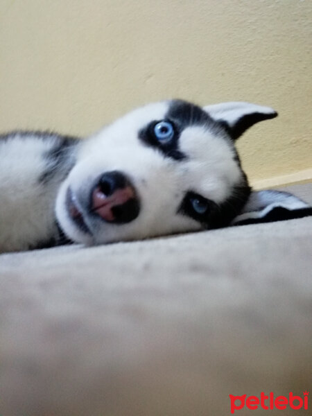 Sibirya Kurdu (Husky), Köpek  Maya fotoğrafı