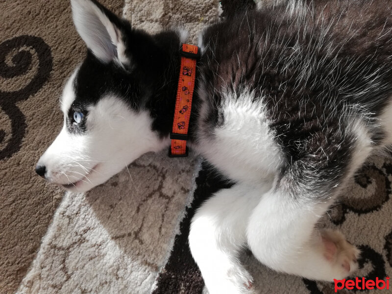 Sibirya Kurdu (Husky), Köpek  Maya fotoğrafı