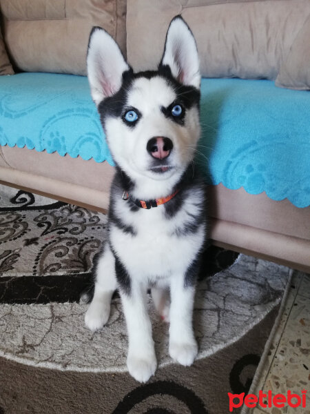 Sibirya Kurdu (Husky), Köpek  Maya fotoğrafı