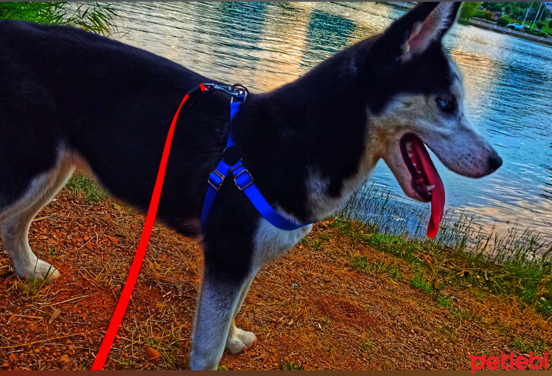 Sibirya Kurdu (Husky), Köpek  Maya fotoğrafı