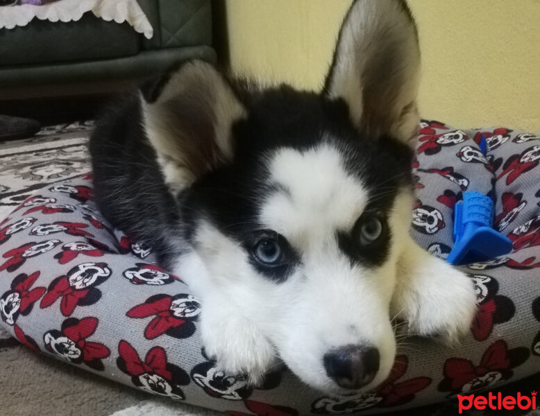 Sibirya Kurdu (Husky), Köpek  Maya fotoğrafı