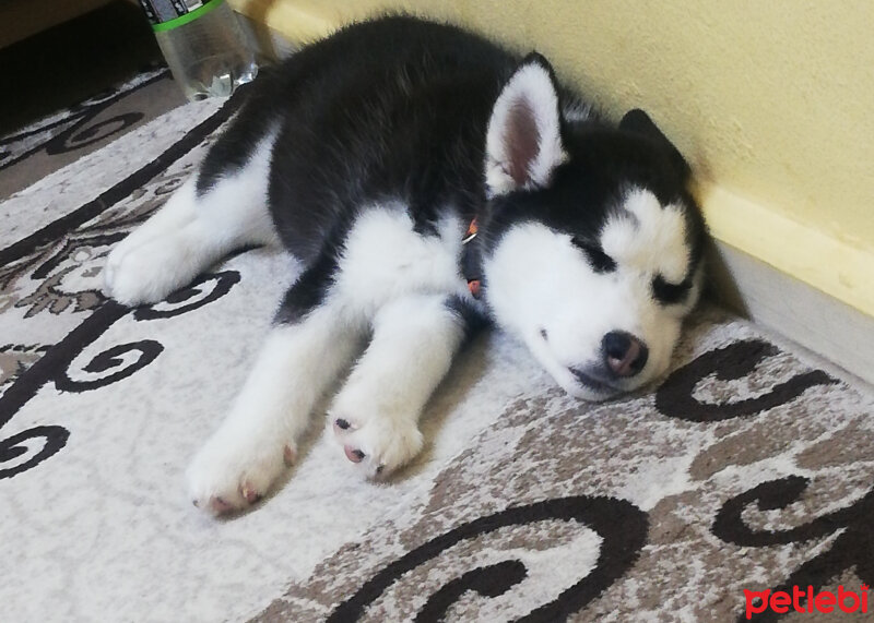 Sibirya Kurdu (Husky), Köpek  Maya fotoğrafı