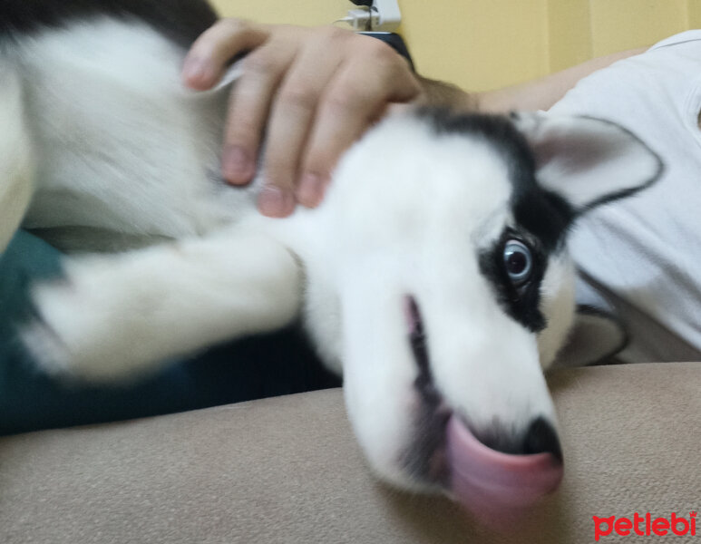 Sibirya Kurdu (Husky), Köpek  Maya fotoğrafı