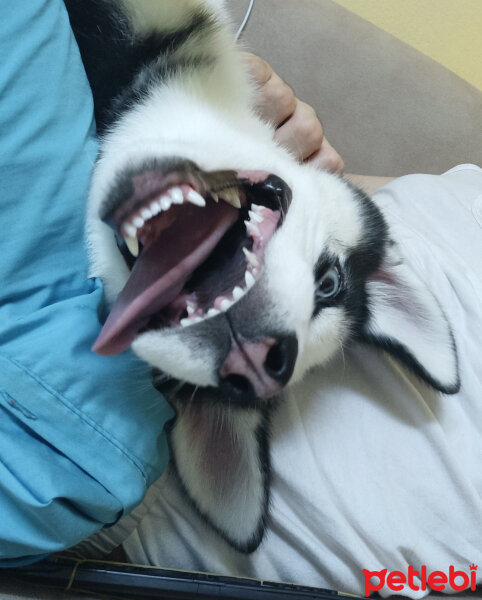 Sibirya Kurdu (Husky), Köpek  Maya fotoğrafı