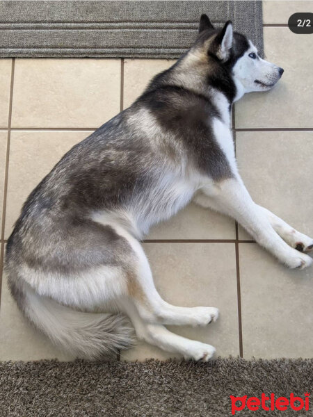 Sibirya Kurdu (Husky), Köpek  Maya fotoğrafı