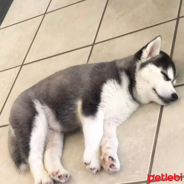 Sibirya Kurdu (Husky), Köpek  Maya fotoğrafı