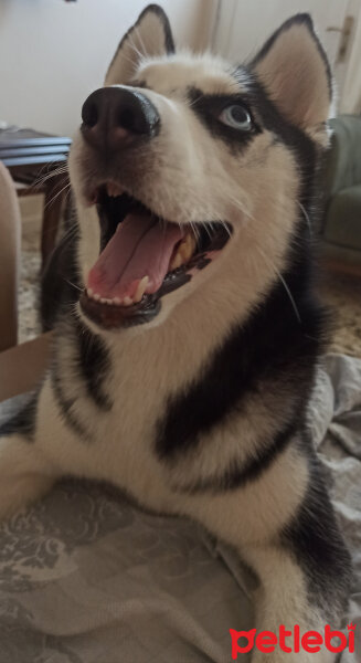 Sibirya Kurdu (Husky), Köpek  Maya fotoğrafı