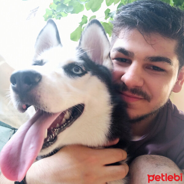 Sibirya Kurdu (Husky), Köpek  Maya fotoğrafı