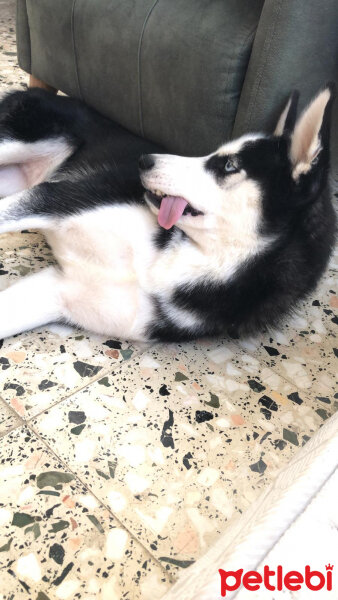 Sibirya Kurdu (Husky), Köpek  Maya fotoğrafı