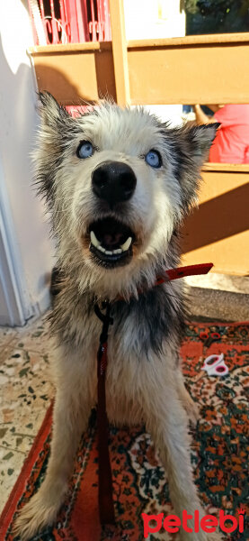 Sibirya Kurdu (Husky), Köpek  Maya fotoğrafı