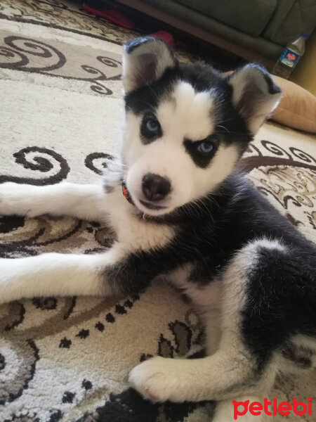 Sibirya Kurdu (Husky), Köpek  Maya fotoğrafı