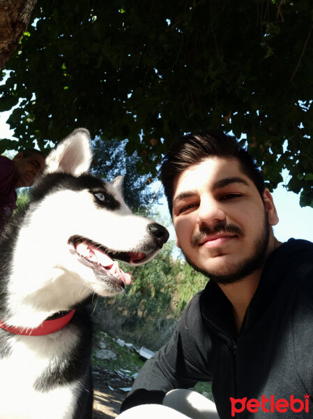 Sibirya Kurdu (Husky), Köpek  Maya fotoğrafı