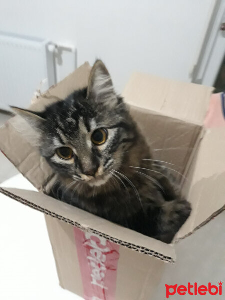 Norwegian Forest, Kedi  PITIR fotoğrafı