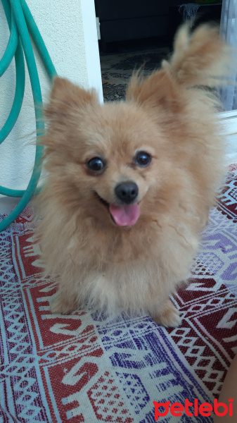 Pomeranyalı, Köpek  Maris fotoğrafı