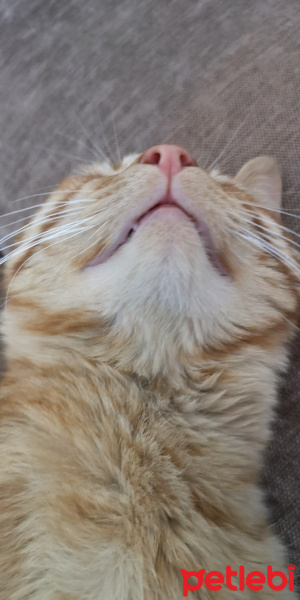 Sarman, Kedi  Pıtırcık fotoğrafı