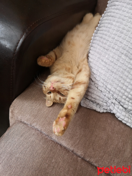 Sarman, Kedi  Pıtırcık fotoğrafı