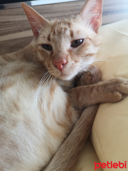 Sarman, Kedi  Pıtırcık fotoğrafı