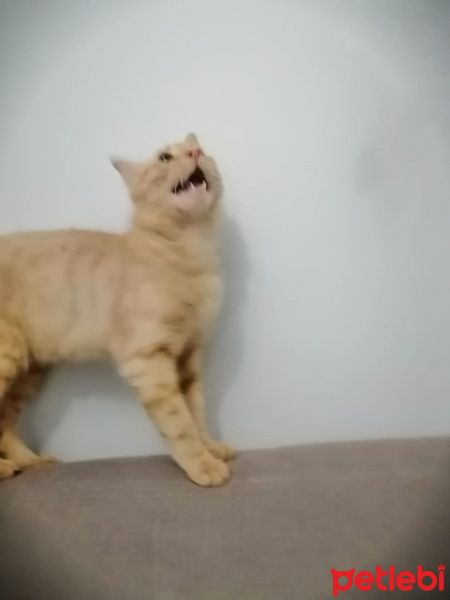Sarman, Kedi  Pıtırcık fotoğrafı
