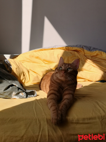 Sarman, Kedi  Pıtırcık fotoğrafı