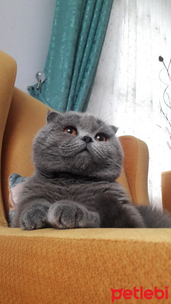Scottish Fold, Kedi  Leo fotoğrafı