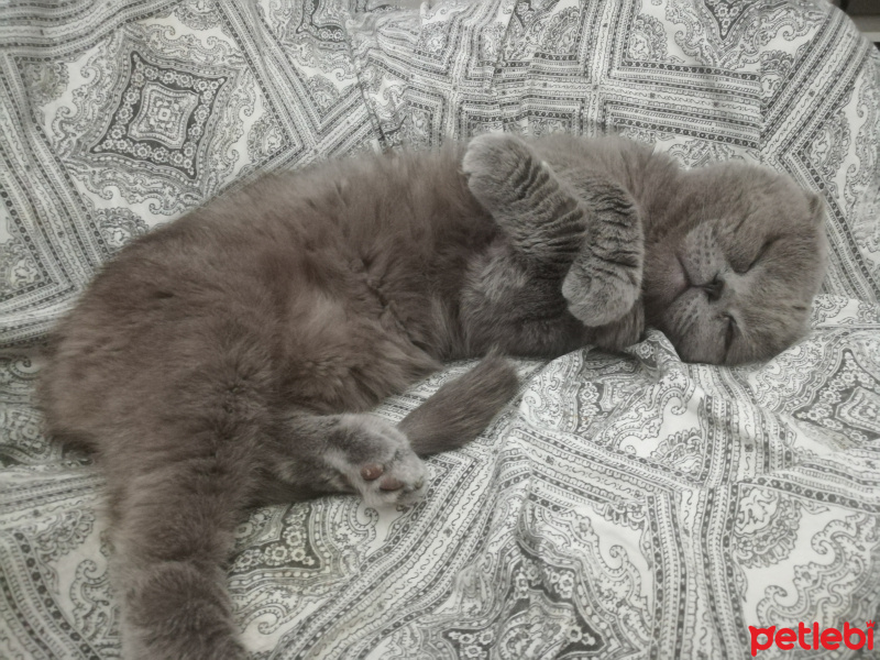 Scottish Fold, Kedi  Leo fotoğrafı