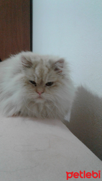 İran Kedisi (Persian), Kedi  Yaman fotoğrafı