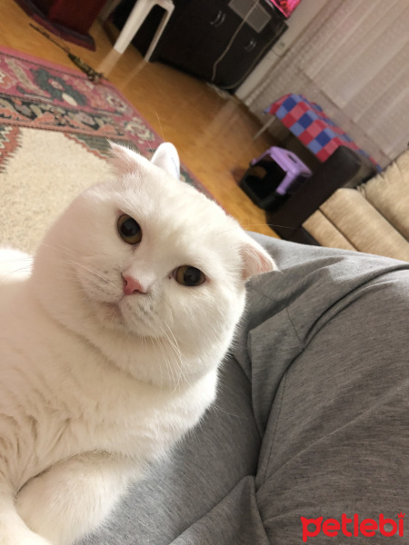 Scottish Fold, Kedi  Kaymak fotoğrafı