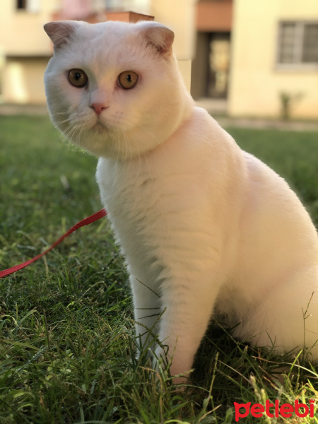 Scottish Fold, Kedi  Kaymak fotoğrafı
